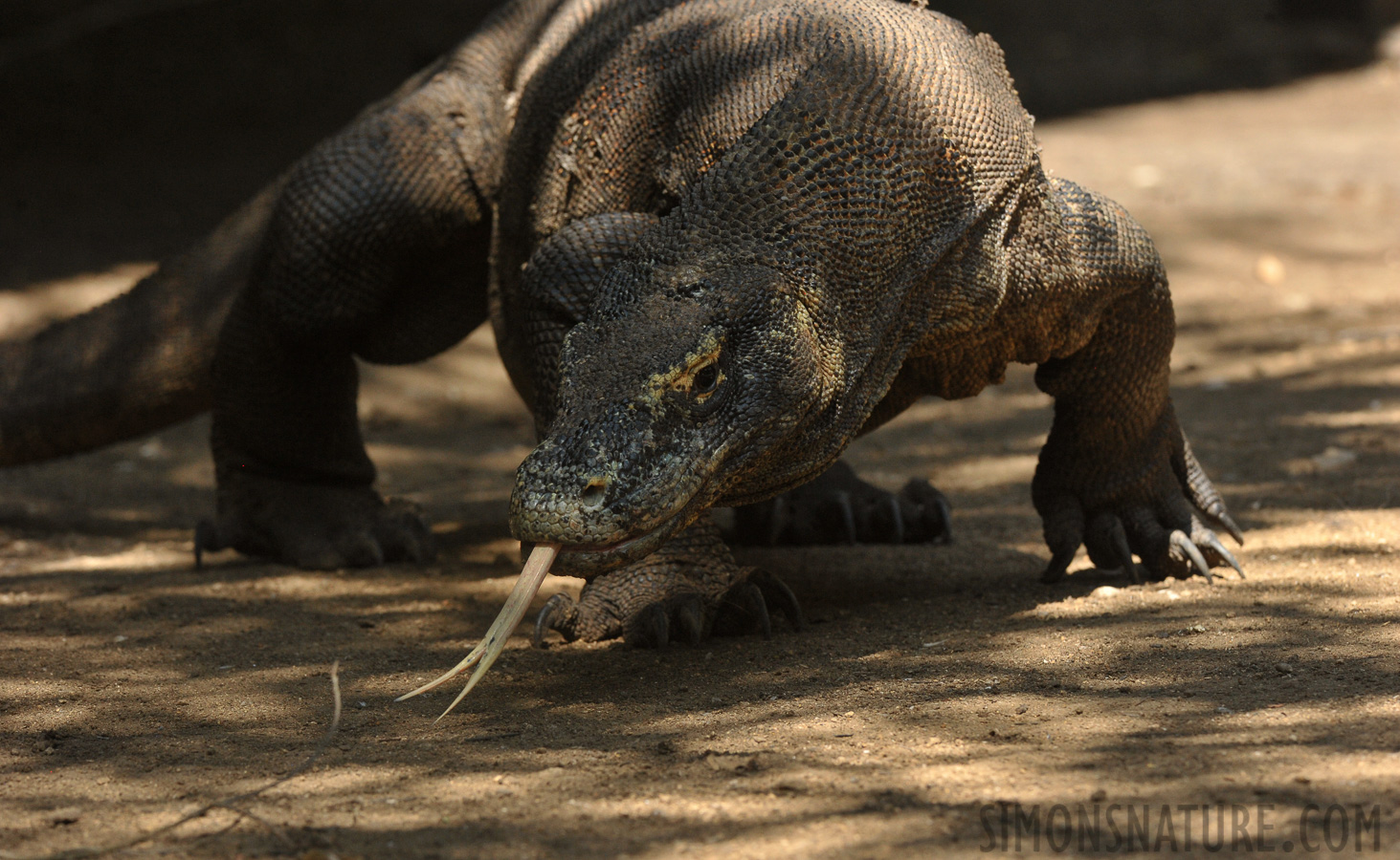 Varanus komodoensis [330 mm, 1/800 sec at f / 9.0, ISO 1600]